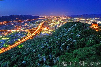 鳶山桐花