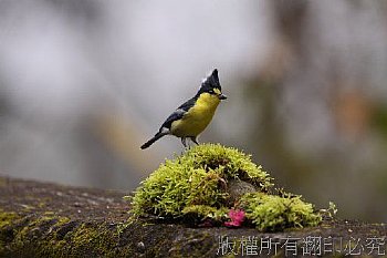 八仙山櫻花季