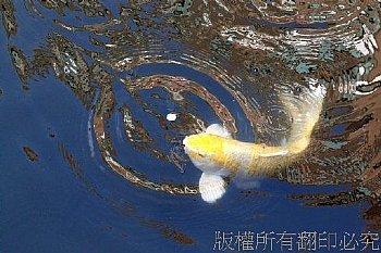 錦魚 戲水