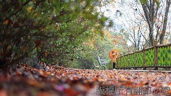 石門水庫秋楓葉紅