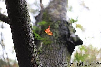 石門水庫秋楓葉紅