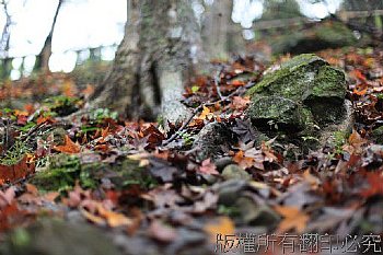 石門水庫秋楓葉紅