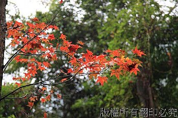 石門水庫秋楓葉紅