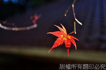 福壽山之松盧楓紅。