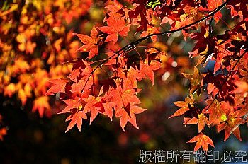 福壽山之松盧楓紅。