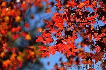 福壽山之松盧楓紅。