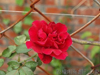 紅玫瑰
