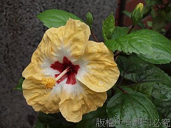 皺摺扶桑花