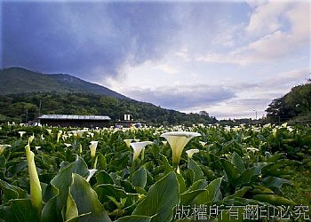 竹子湖海芋