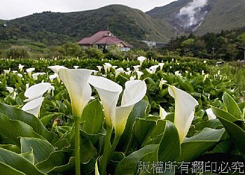 竹子湖海芋