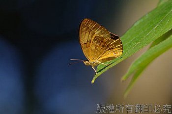 黃襟蛺蝶(臺灣黃斑蝶)Cupha erymanthis<br>