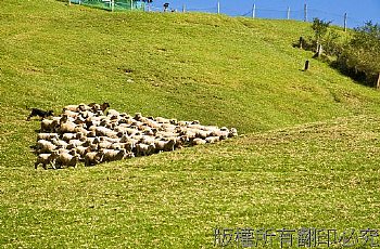 清境農場綿羊