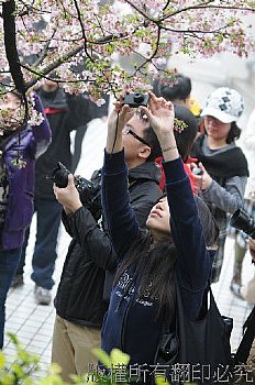 吉野櫻