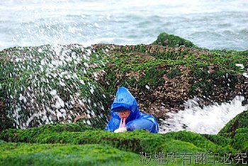 搏命演出....採海菜