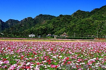 藍天遠山花奔放