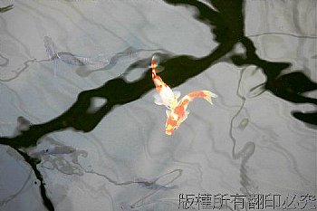 雙魚悠遊如水墨畫