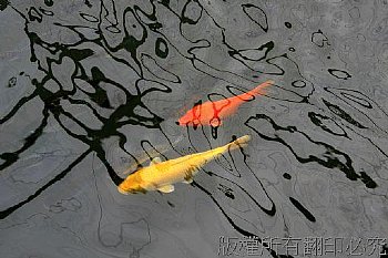 金魚水池中戲水,像幅水墨畫