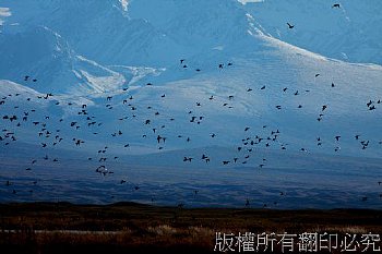 北疆巴音布魯克草原的天鵝湖,適逢天鵝整群飛起