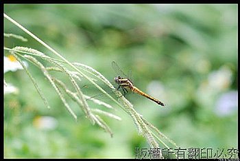 蜻蜓_004