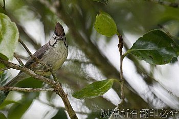 冠羽畫眉<br>攝於阿里山