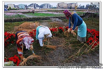 宜蘭三星稻草人