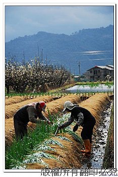 宜蘭農村,三星蔥