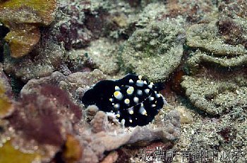 海兔螺 幼體
