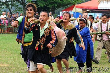 原住民抓山豬比賽