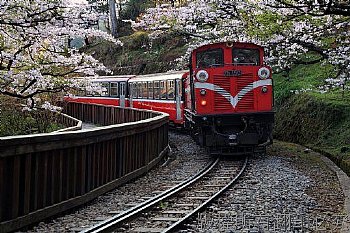 每年三月中至月底阿里山櫻花季~!