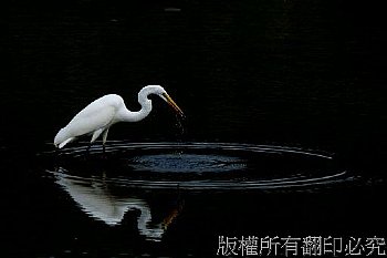 大白鷺 Great Egret