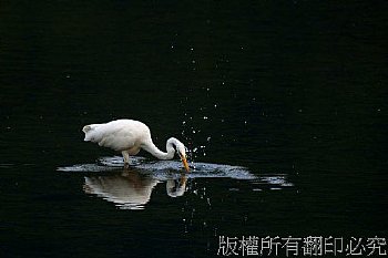 大白鷺 Great Egret