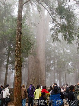 阿里山 神木