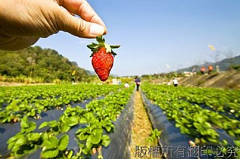 大湖採草莓