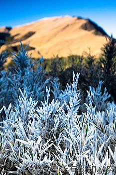 -5度C時於石門山所拍攝的冰霜箭竹,背景為合歡山