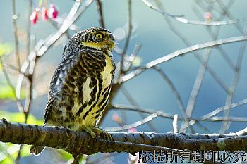 飛羽、鵂鶹、鳥、貓頭鷹