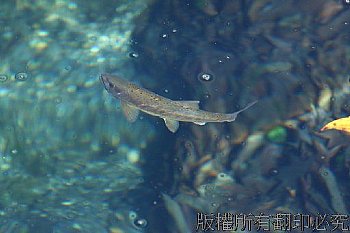 武陵農場七家灣溪的櫻花鉤吻鮭 