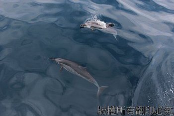 龜山島賞鯨豚