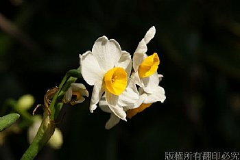 水仙花