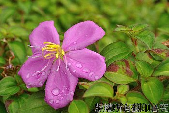 雨後的野牡丹，顯得更加嬌豔，嫩黃的花蕊，紫色花瓣上還沾著雨珠，顏色相當飽和。