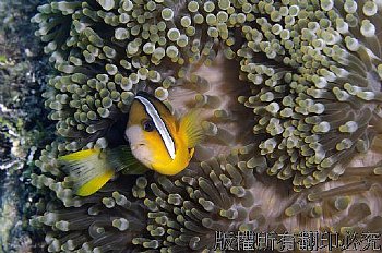 小丑魚 Clownfish