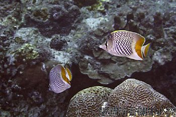 紅尾蝴蝶魚 Chaetodon xanthurus