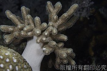 珊瑚 Corals