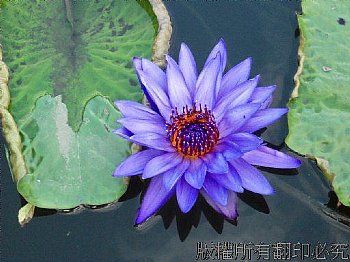 開在池畔的紫色睡蓮，俯瞰之下的層次更清楚。