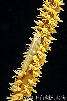 海鞭蝦虎 Whip coral goby