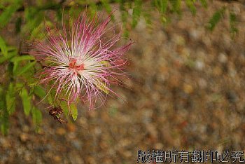 粉撲花的造型相當吸引人注意，花型雖小，卻很可愛。