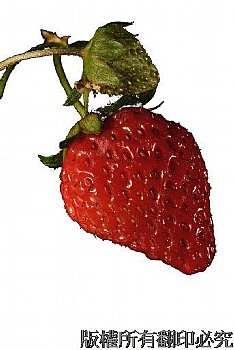 草莓的香甜令人回味無窮