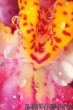 特別為蘭花拍攝微距照，有水珠的感覺就是不一樣。
