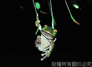 翡翠樹蛙 生態 夜間拍攝 青蛙