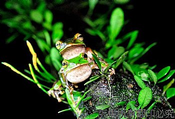 翡翠樹蛙 夜間攝影 青蛙