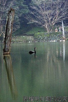 明池 黑天鵝 湖景
